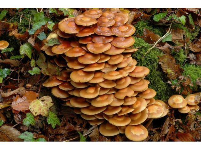 Мицелий Опенка летнего / Опенок липовый (Kuehneromyces mutabilis) Мицелий Опенка летнего / Опенок липовый (Kuehneromyces mutabilis)